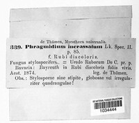 Phragmidium rubi-geoidis image
